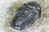 Detailed Gerastos Trilobite Fossil - Morocco #134085-4